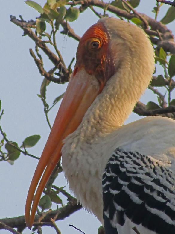 Free stock image of Painted stork created by sylvester alphonso