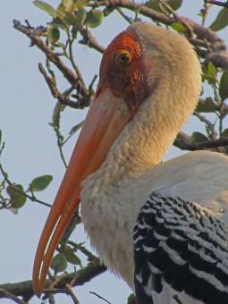 Free Stock Photo of Painted stork
