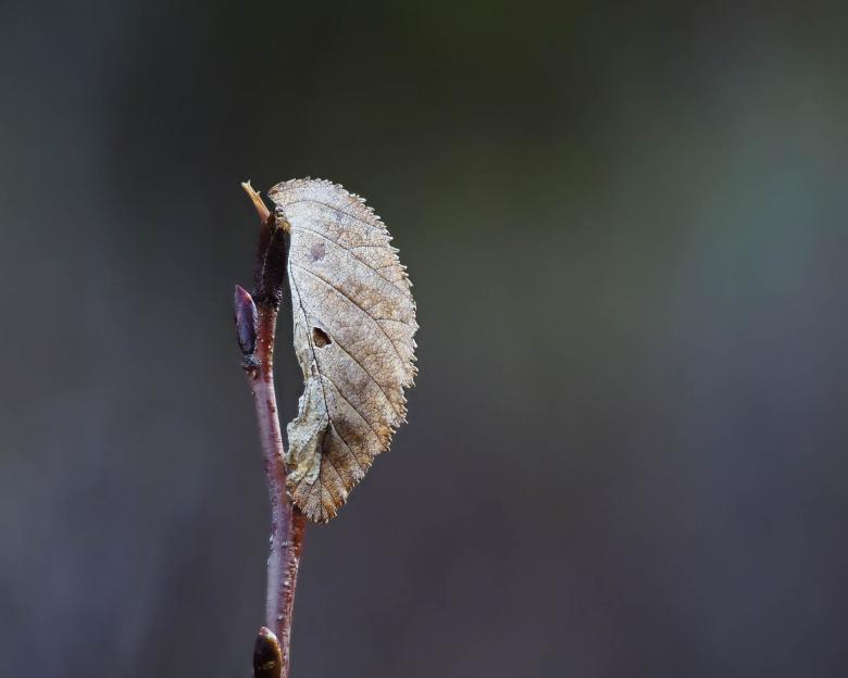 Free stock image of Dead leaf created by Geoffrey Whiteway