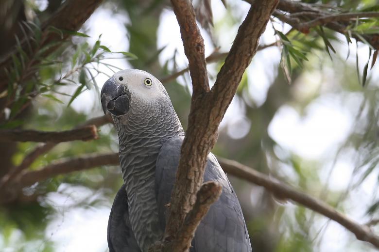 Free stock image of African grey parrot created by sylvester alphonso