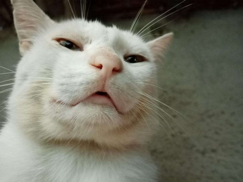 Free stock image of Cat's face up close created by mahmoud osama