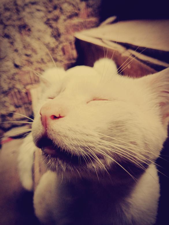 Free stock image of Sleeping cat created by mahmoud osama