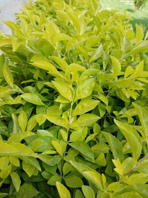 Free stock image of Beautiful green plants created by mahmoud osama