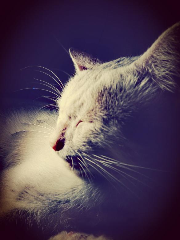 Free stock image of Sleeping cat created by mahmoud osama