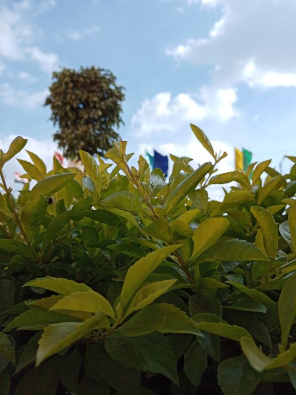 Free stock image of Home garden created by mahmoud osama