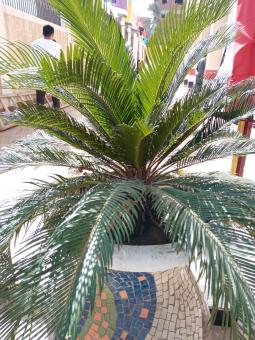Small tree  - Free Stock Photo