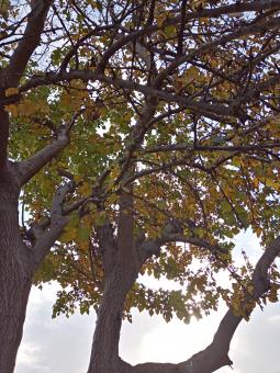 Beautiful colored trees