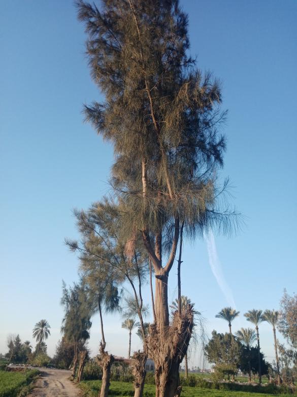 Free stock image of High palm created by mahmoud osama