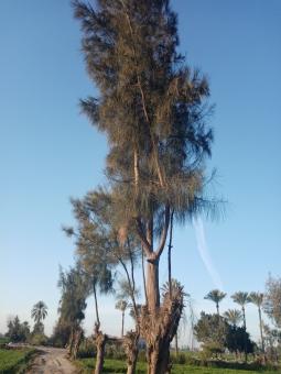 High palm