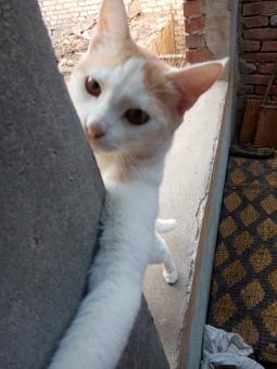 The cat always loves to play