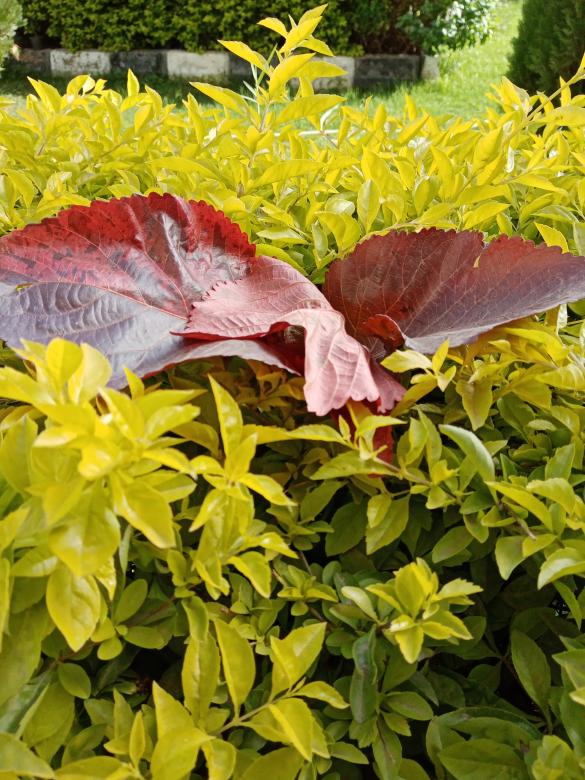Free stock image of Beautiful plants created by mahmoud osama