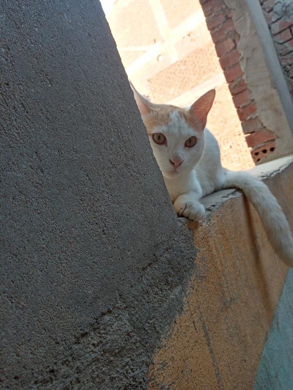 Free stock image of My cat is watching me created by mahmoud osama