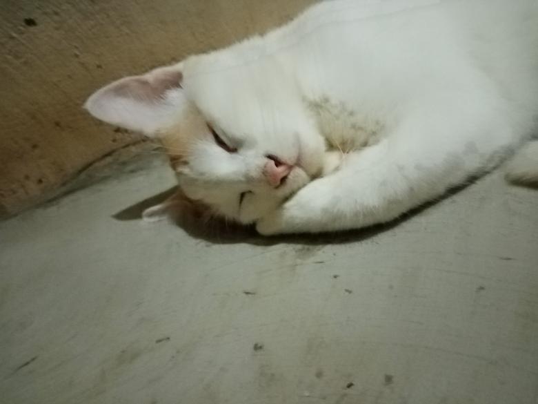 Free stock image of My favorite cat is asleep. created by mahmoud osama