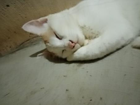 My favorite cat is asleep.