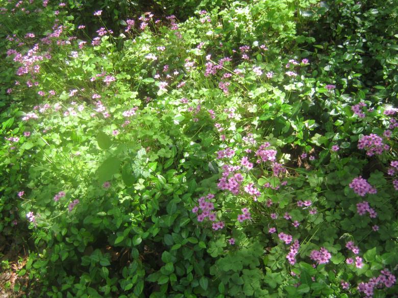 Free stock image of Flowers in my yard created by jeremy paul melugin