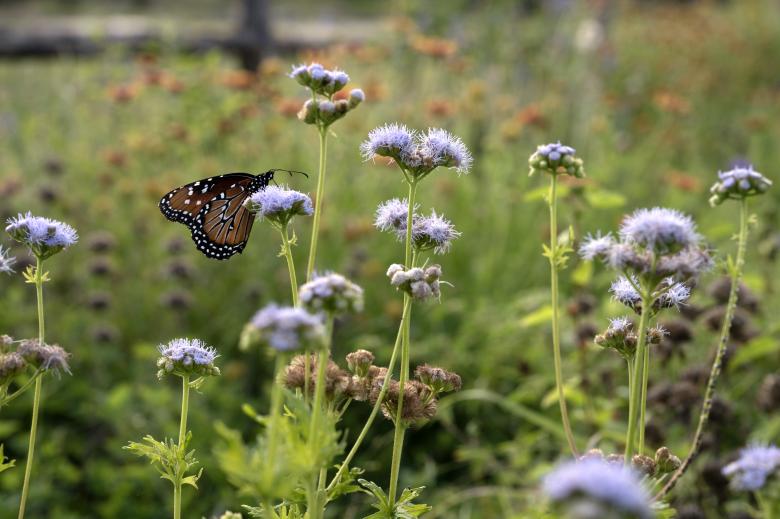 Free stock image of A butterfly rests on a plant outside  created by Aqeela_Image