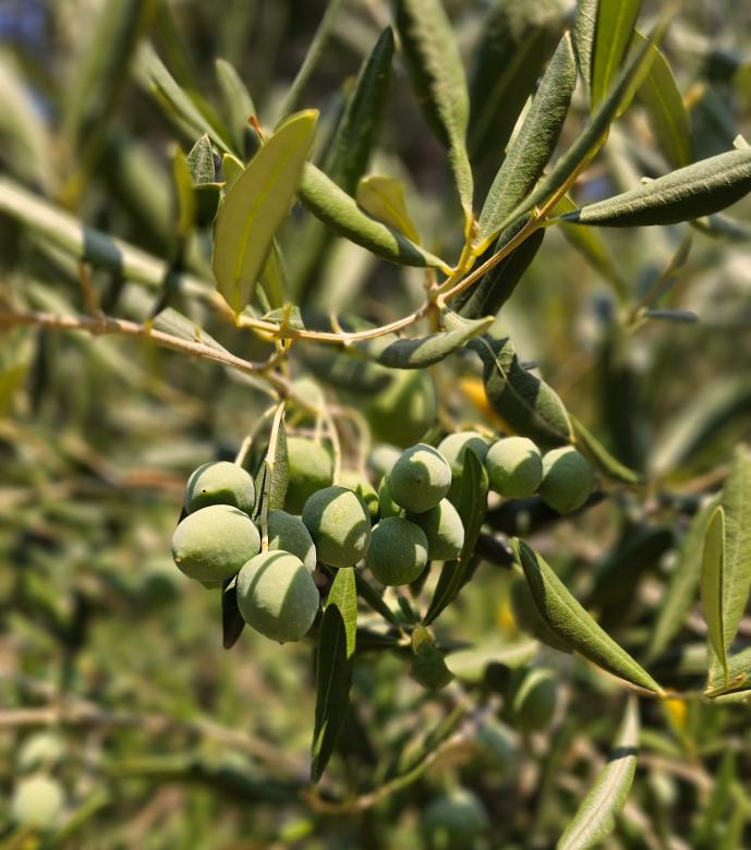 Free stock image of Green olives created by Alen