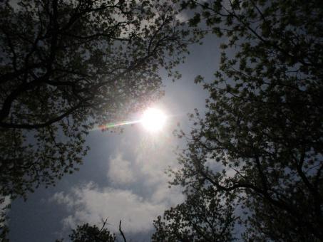 Sun through trees - Free Stock Photo