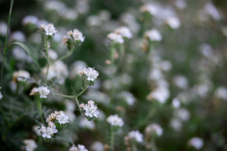 Free stock image of White wild flowers created by Matt Bango