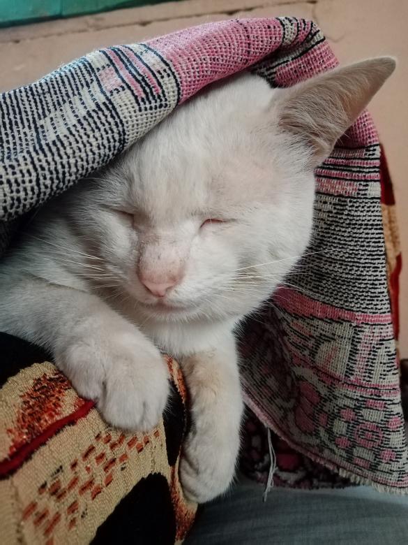 Free stock image of Sleeping cat created by mahmoud osama