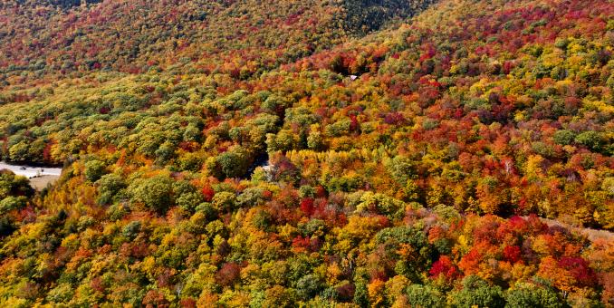 Scenic Fall Forest