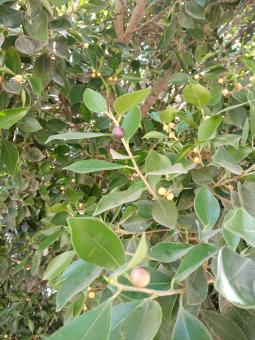 Mulberry tree 