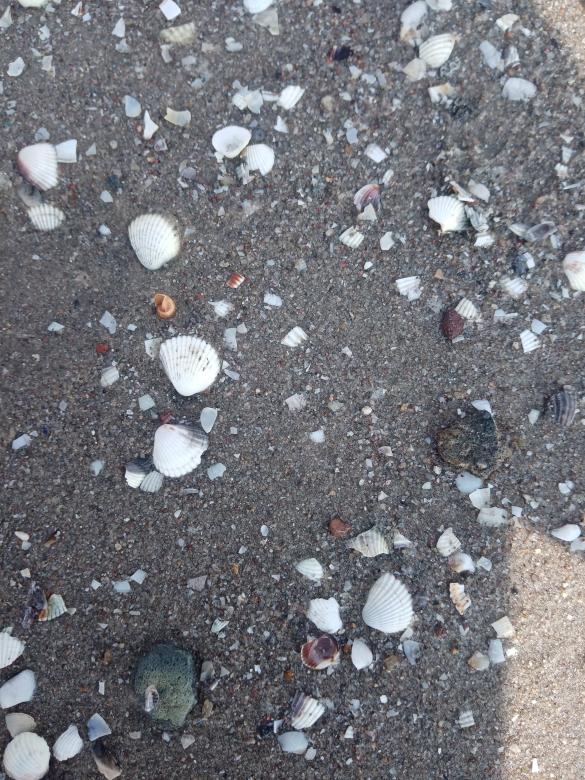 Free stock image of Small seashells on the beach created by mahmoud osama
