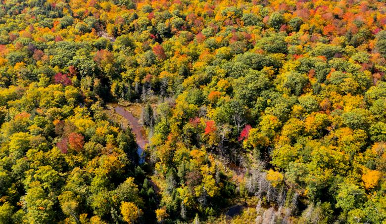 Free stock image of Fall forest aerial created by JJ Sky