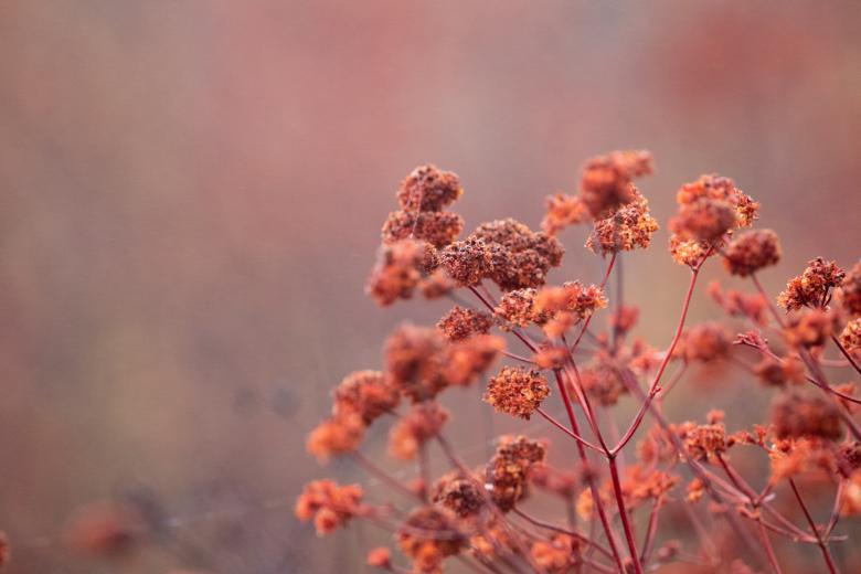 Free stock image of Fall flowers created by Matt Bango
