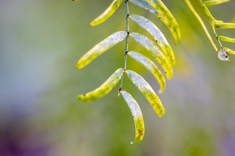 Free stock image of Plant leaves created by Matt Bango