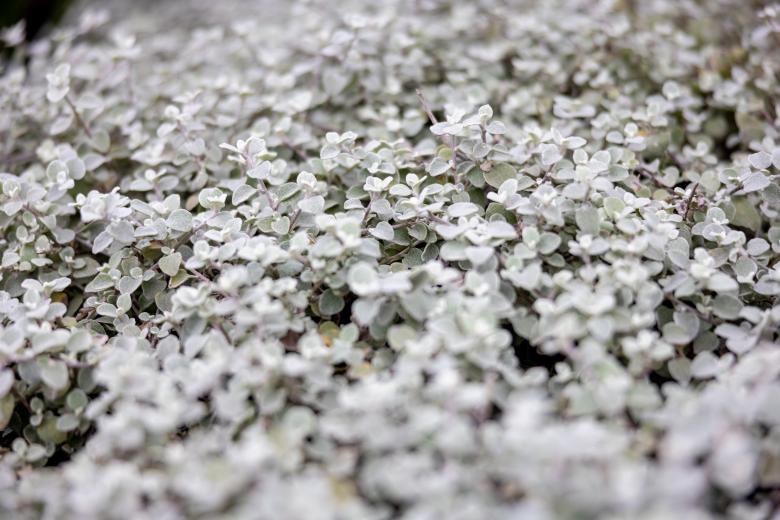 Free stock image of White wildlflowers created by Matt Bango
