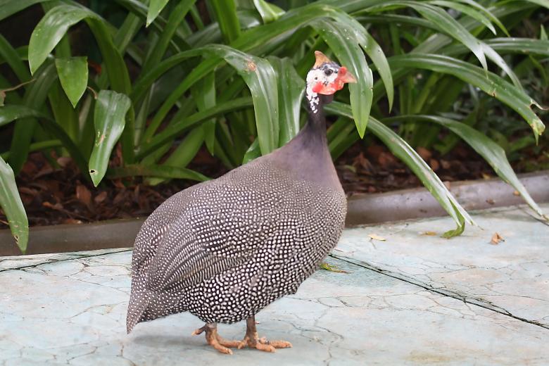 Free stock image of Helmeted Guinea Fowl created by sylvester alphonso