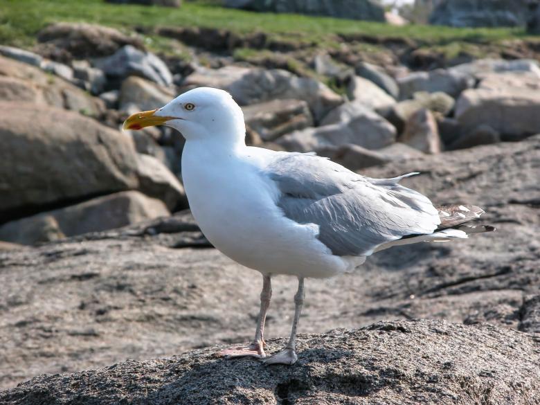 Free stock image of Seagull perched created by Secret Agency