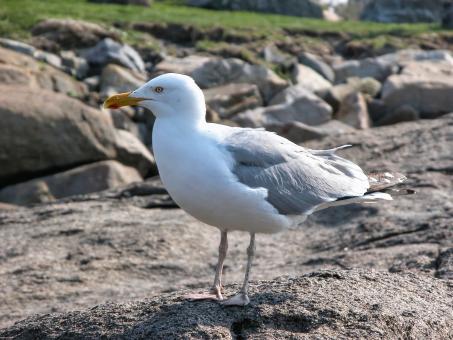 Seagull perched