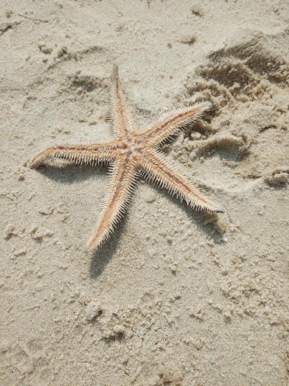 Free stock image of Starfish on the beach created by mahmoud osama