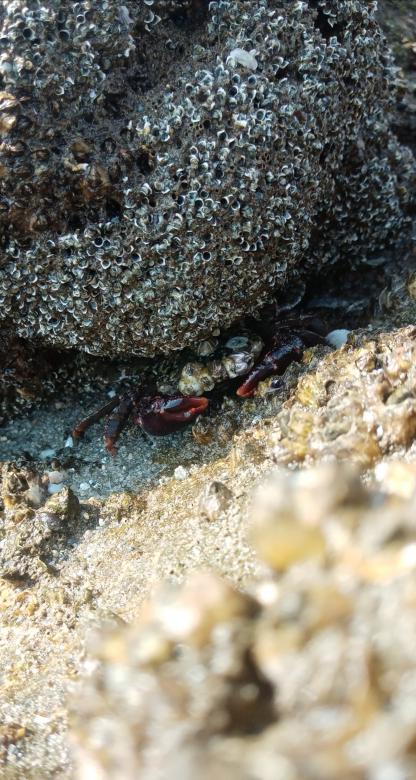Free stock image of Sea lobster on the beach created by mahmoud osama