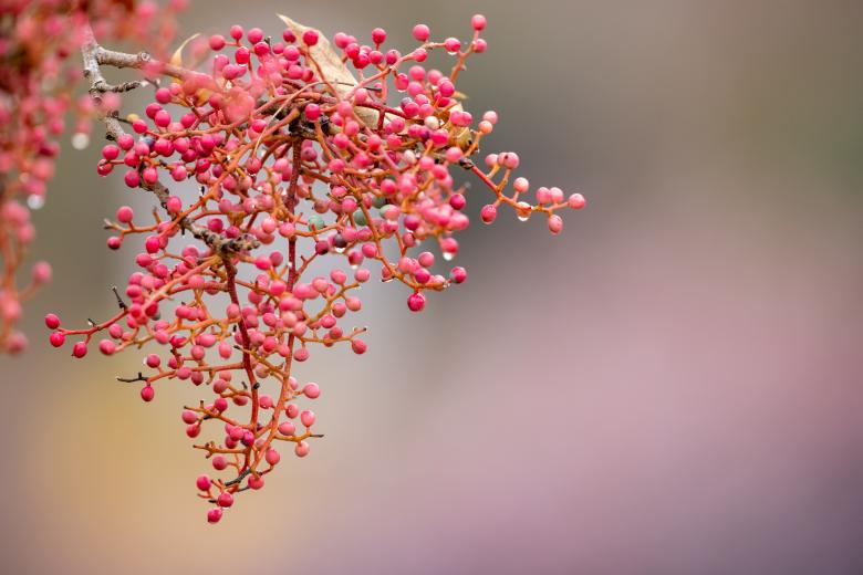Free stock image of Red berries on a branch created by Matt Bango