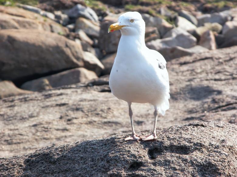 Free stock image of Perched seagull created by Secret Agency
