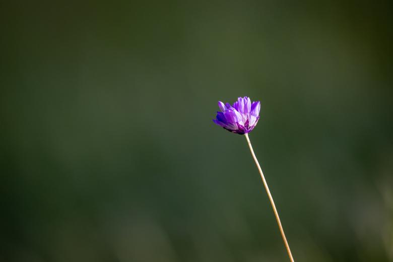 Free stock image of Purple wildflower created by Matt Bango