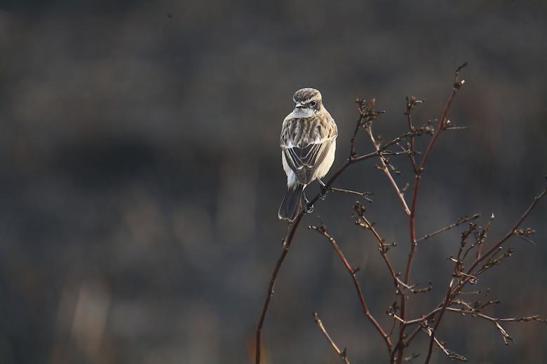 Free stock image of Perched bird  created by sylvester alphonso