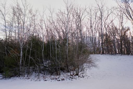 Winter woods