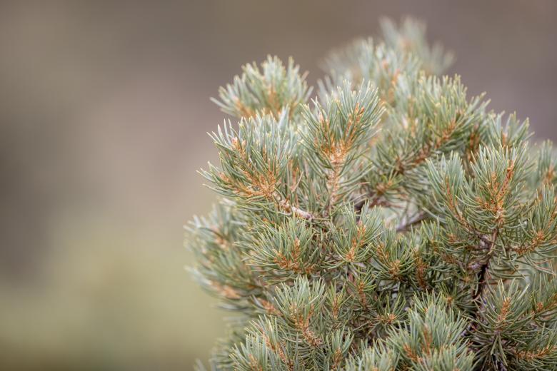 Free stock image of Juniper Tree created by Matt Bango