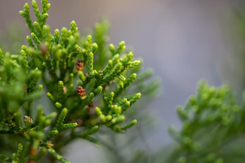 Free stock image of Juniper branch created by Matt Bango