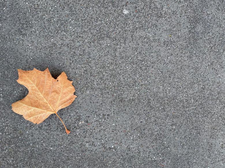 Free stock image of Single Fall Leaf created by Matt Bango