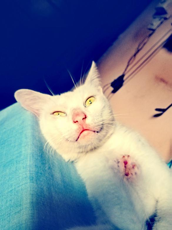 Free stock image of When my cat was sick created by mahmoud osama
