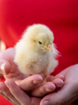 Young Chick in Human Hands