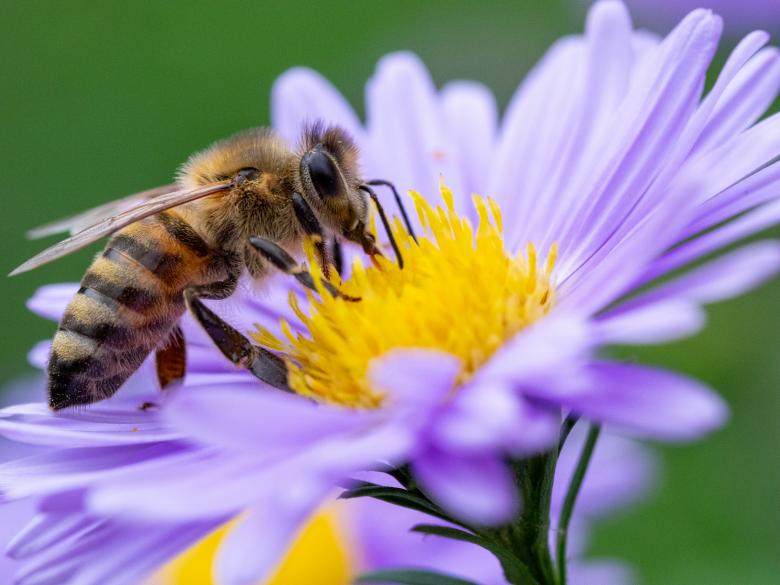 Free stock image of Bee Pollinating a Purple Flower created by Teodor Costachioiu