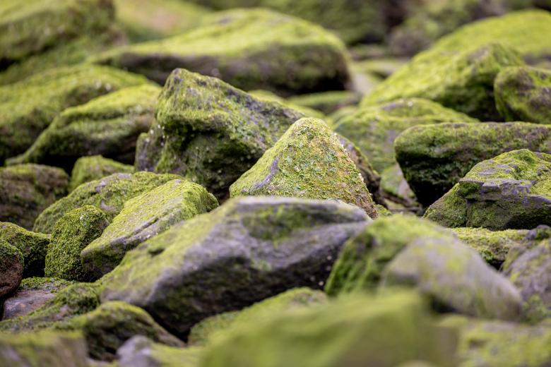 Free stock image of Algae Covered Rocks created by Matt Bango