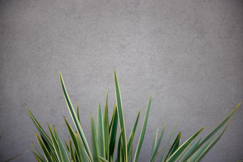 Free stock image of Plant leaves background created by Matt Bango