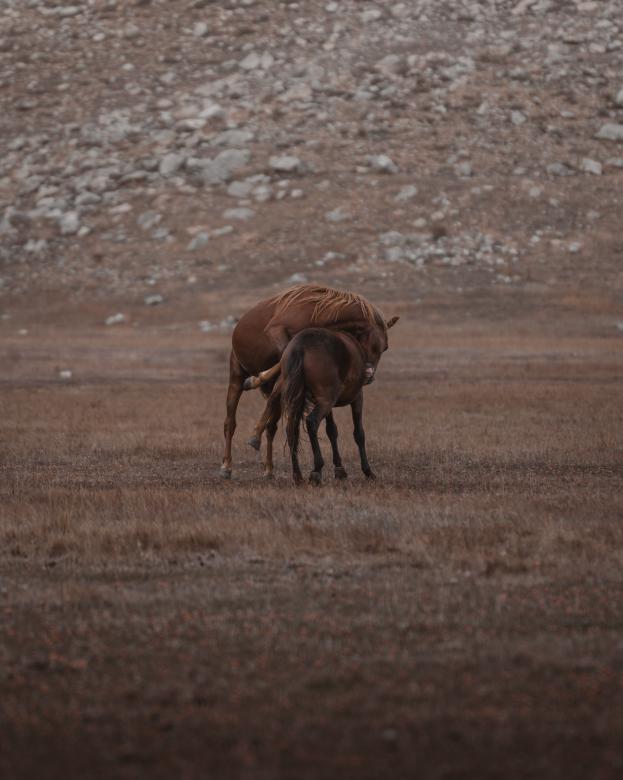 Free stock image of Wild Horses created by Ahmet Yuksek